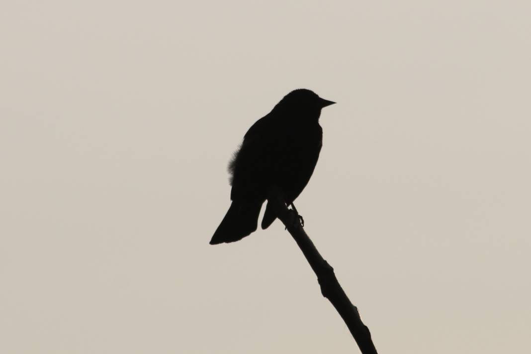 Yürüyüş yolundaki kuşlar böyle görüntülendi - Resim: 15